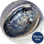 8615-15 - Abalone (Paua) Shell 15cm